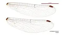 Female wings