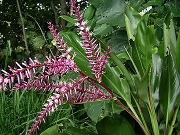 Inflorescence