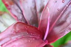 Cut greens - Ti Plant - Cordyline fruticosa