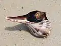 Live lightning whelk in North Carolina