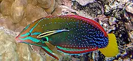 A yellowtail coris wrasse, Coris gaimard, is being cleaned by Labroides phthirophagus in Hawaii.