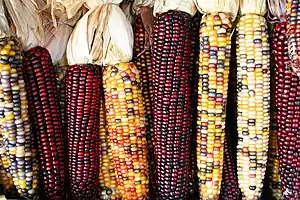 Image 51Variegated maize ears (from History of Mexico)