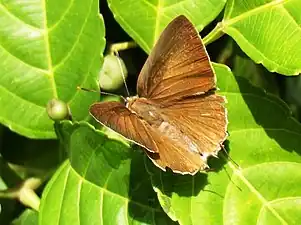 Dorsal view