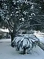 Snow in Corpus Christi, 2004