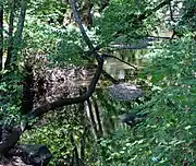 Corte Madera Creek just below Searsville Dam July 2011