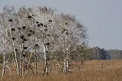 Clumped nests (rookery) of Rooks (Corvus frugilegus) in Silver Birch (Betula pendula), Kochenyovsky District