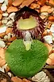 Corybas diemenicus from N.S.W., Vic. and Tas.