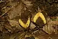 Hollow tuber bisected to show central void. Forest floor, Rak Škocjan Landscape park, Slovenia.