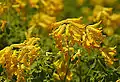 Yellow corydalis (Pseudofumaria lutea or Corydalis lutea)