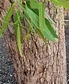 Trunk bark