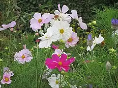 Cosmos - Cosmos bipinnatus