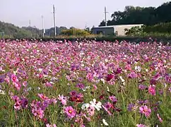 Typical range of colours in a dense stand