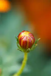 Bud of Cosmos sulphureus