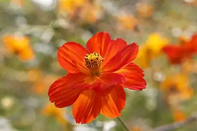 Cosmos sulphureus in orange flower