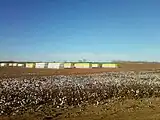 Cotton bales near Wellington