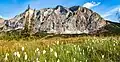 Sukakpak Mountain and cottongrass