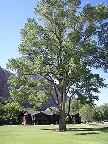 CottonwoodPopulus fremontii