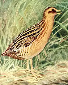 Yellow rail