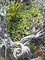 Cotyledon papillaris is a spreading, procumbent species. Its short flowers have long, yellowish lobes.