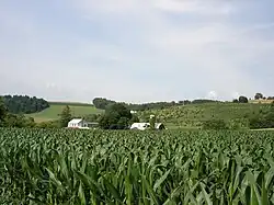 Cornfield near Codorus Creek