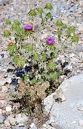 flowering plants