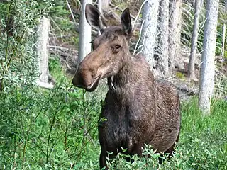 Cow moose