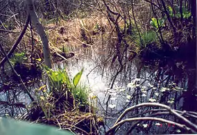 Cowles Bog