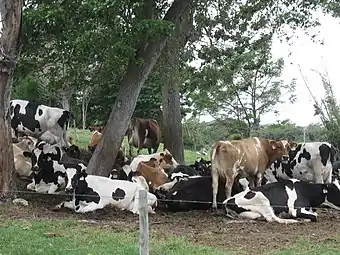 The milk industry of Arecibo on display near Sector Noriega, Jardines de Bethania and Sector San Luis