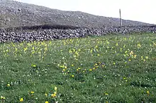 Cowslips in a field near Fanore