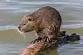 Feral nutria in Oise river in France