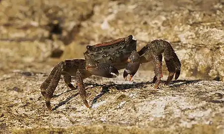  A crab, Robert Trujillo