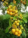 Crab apples by the roadside