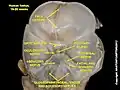 Vestibulocochlear nerve