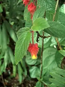 flowering plant