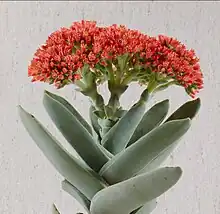 leaves and flowers