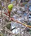 Leaf bud opening in the spring, and thorn