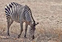 Crawshay's zebra in South Luangwa National Park showing the typical narrow stripe pattern