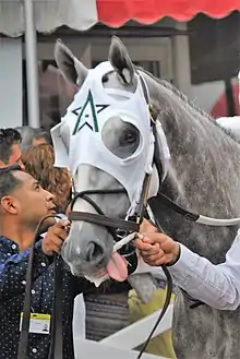 Creator in a WinStar blinker hood