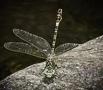 Male front view