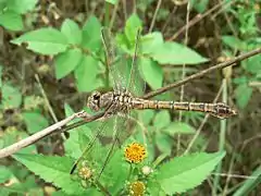 Clubbed talontail female