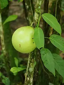 Higüera(Crescentia cujete)