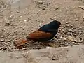 Crested bunting photographed at Sinhagad Fort, Pune, India on 27 June 2010