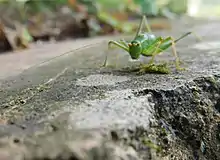 A green cricket on a wall in the daytime.