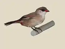 A taxidermied bird with a red beak and rump stands on a perch