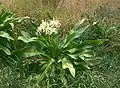 Crinum asiaticum in the park