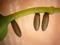 Eggs of the asparagus beetle, laid on the stem of a flower of an asparagus plant