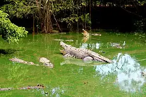 Teritip Crocodile Breeding Zoo