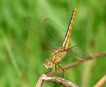 female