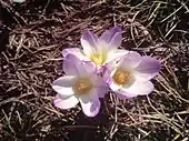 Crocus carpetanus