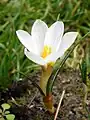 Crocus malyi